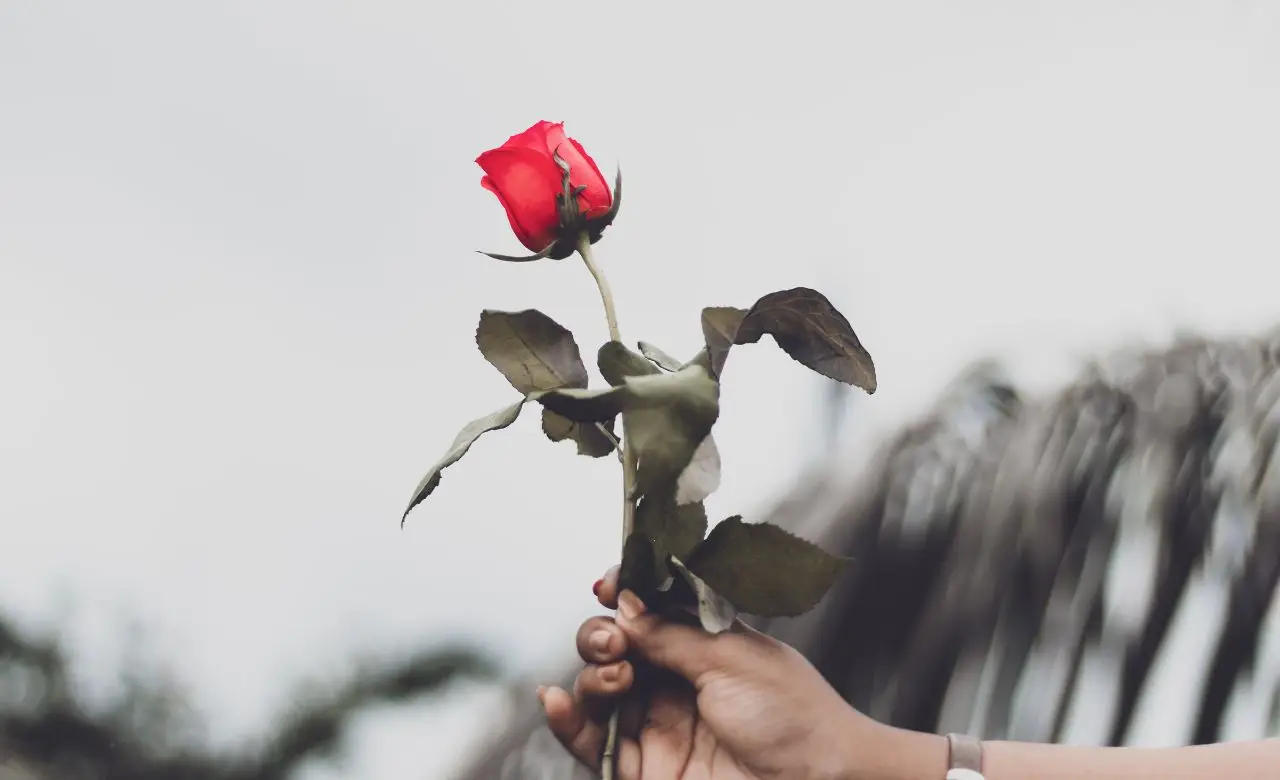 Come mantenere i fiori recisi freschi più a lungo in estate: il metodo del fiorista per giugno Come mantenere i fiori recisi freschi più a lungo in estate: il metodo del fiorista per giugno