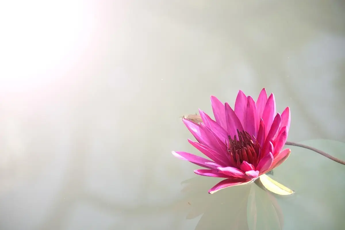 Come mantenere i fiori recisi freschi più a lungo in estate: il metodo del fiorista per giugno Come mantenere i fiori recisi freschi più a lungo in estate: il metodo del fiorista per giugno