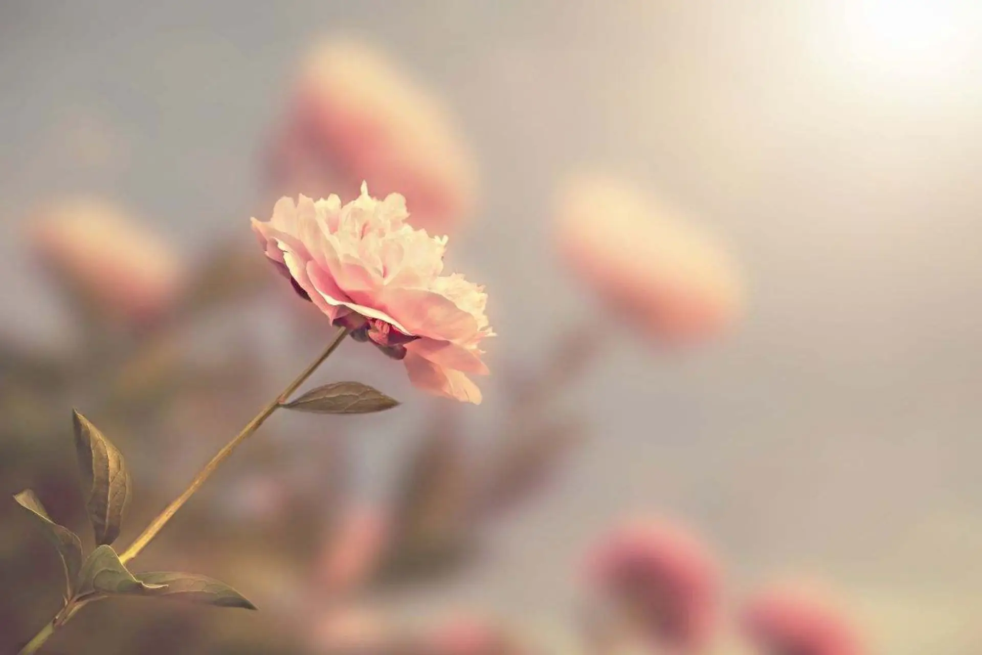 Come mantenere i fiori recisi freschi più a lungo in estate: il metodo del fiorista per giugno Come mantenere i fiori recisi freschi più a lungo in estate: il metodo del fiorista per giugno