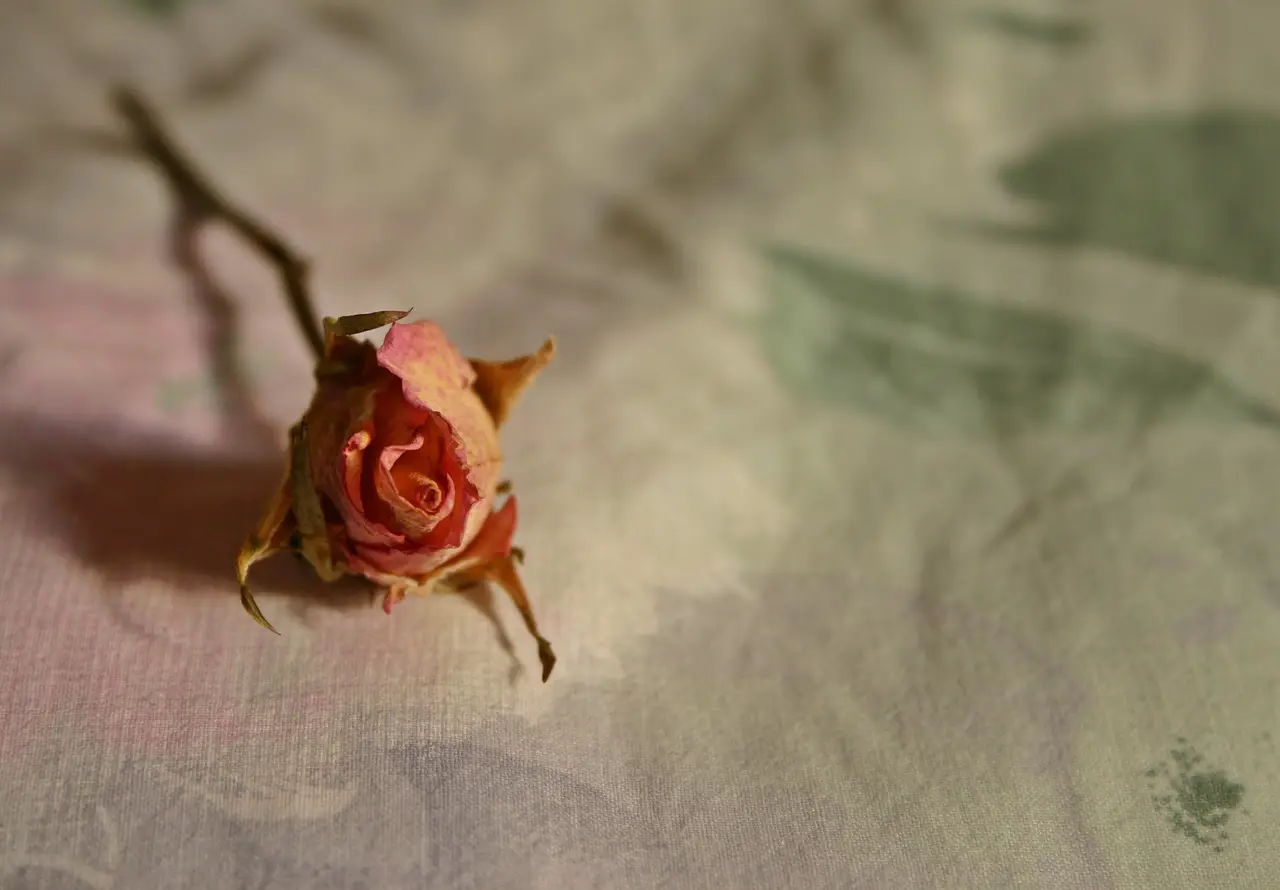 Come mantenere i fiori recisi freschi più a lungo in estate: il metodo del fiorista per giugno Come mantenere i fiori recisi freschi più a lungo in estate: il metodo del fiorista per giugno