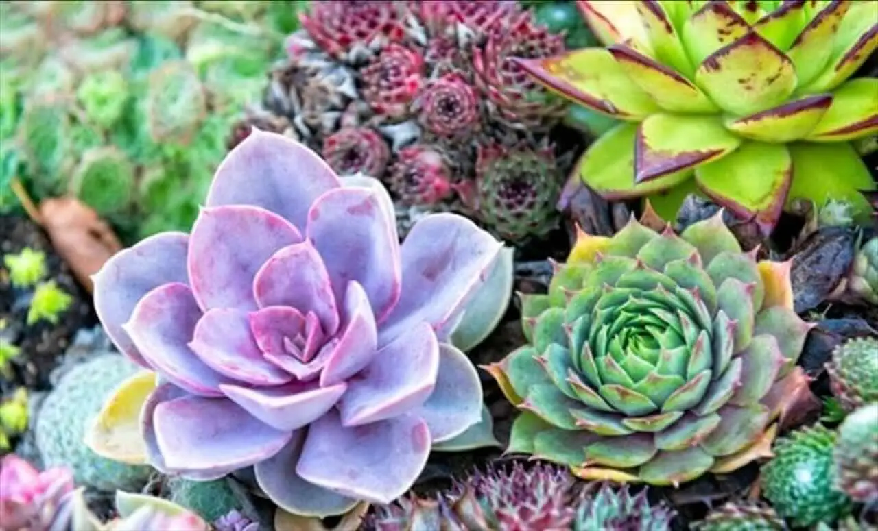 Il nuovo trucco del vivaista per scegliere piante da terrazzo resistenti al caldo estivo Il nuovo trucco del vivaista per scegliere piante da terrazzo resistenti al caldo estivo