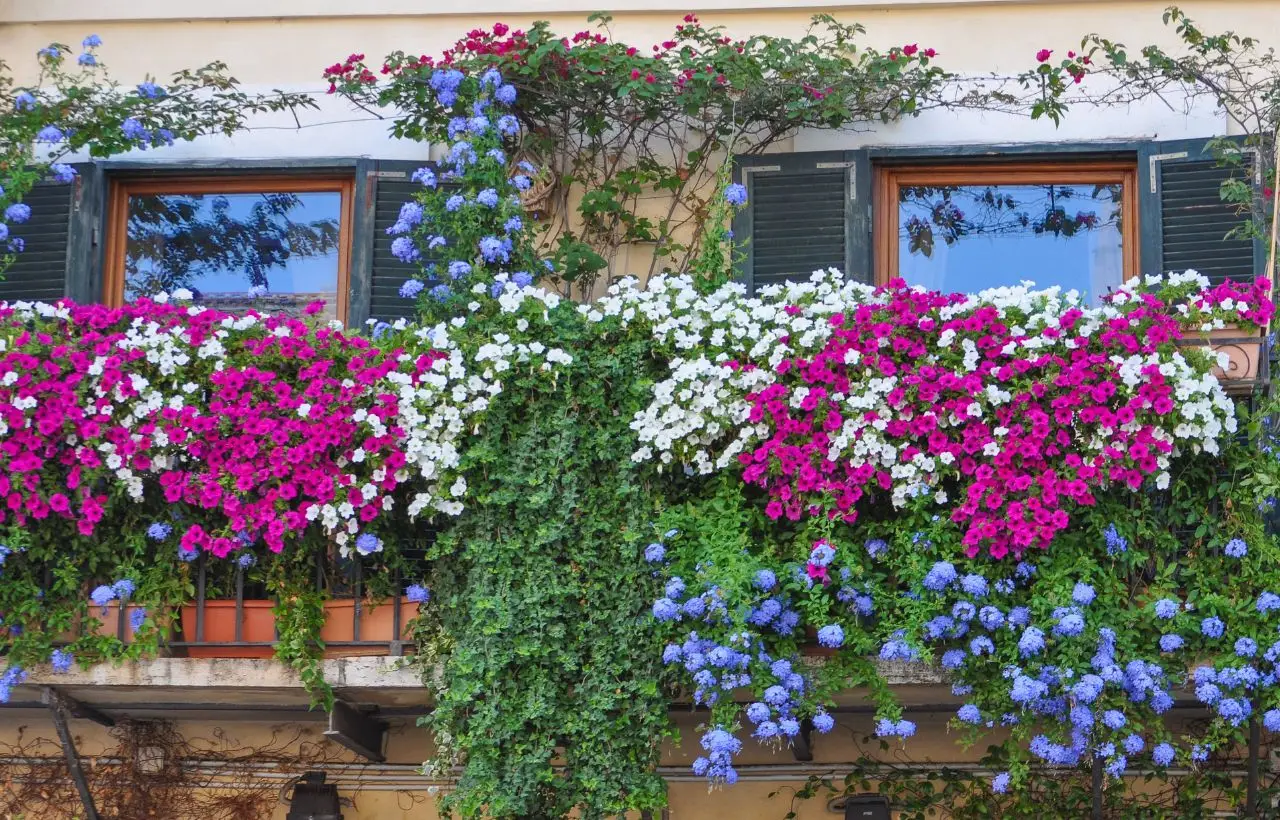 Il nuovo trucco del vivaista per scegliere piante da terrazzo resistenti al caldo estivo Il nuovo trucco del vivaista per scegliere piante da terrazzo resistenti al caldo estivo
