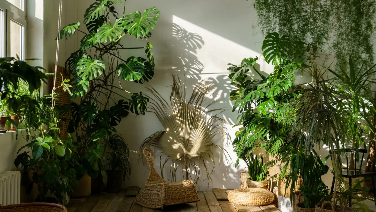 Come usare le piante per raffreddare naturalmente la casa Come usare le piante per raffreddare naturalmente la casa