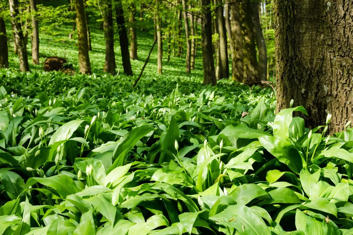 Come usare le piante per raffreddare naturalmente la casa Come usare le piante per raffreddare naturalmente la casa