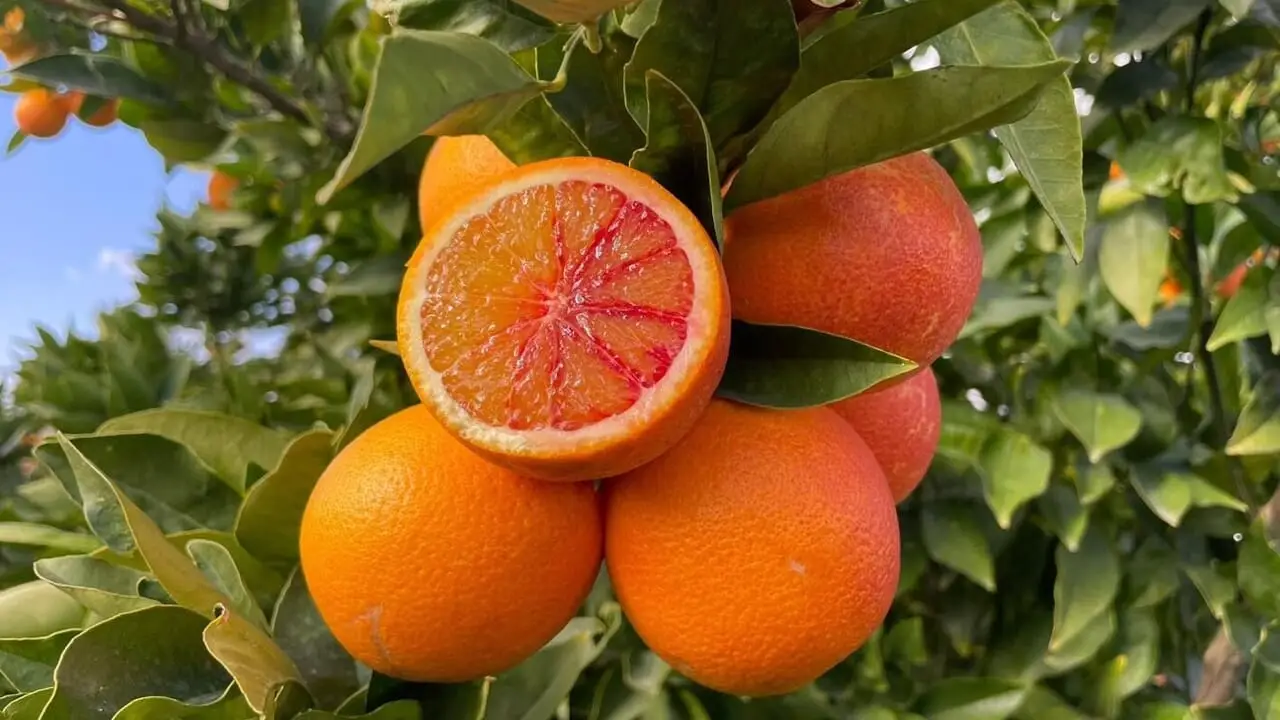 Il trucco delle scorze d’arancia per profumare la cucina naturalmente Il trucco delle scorze d’arancia per profumare la cucina naturalmente