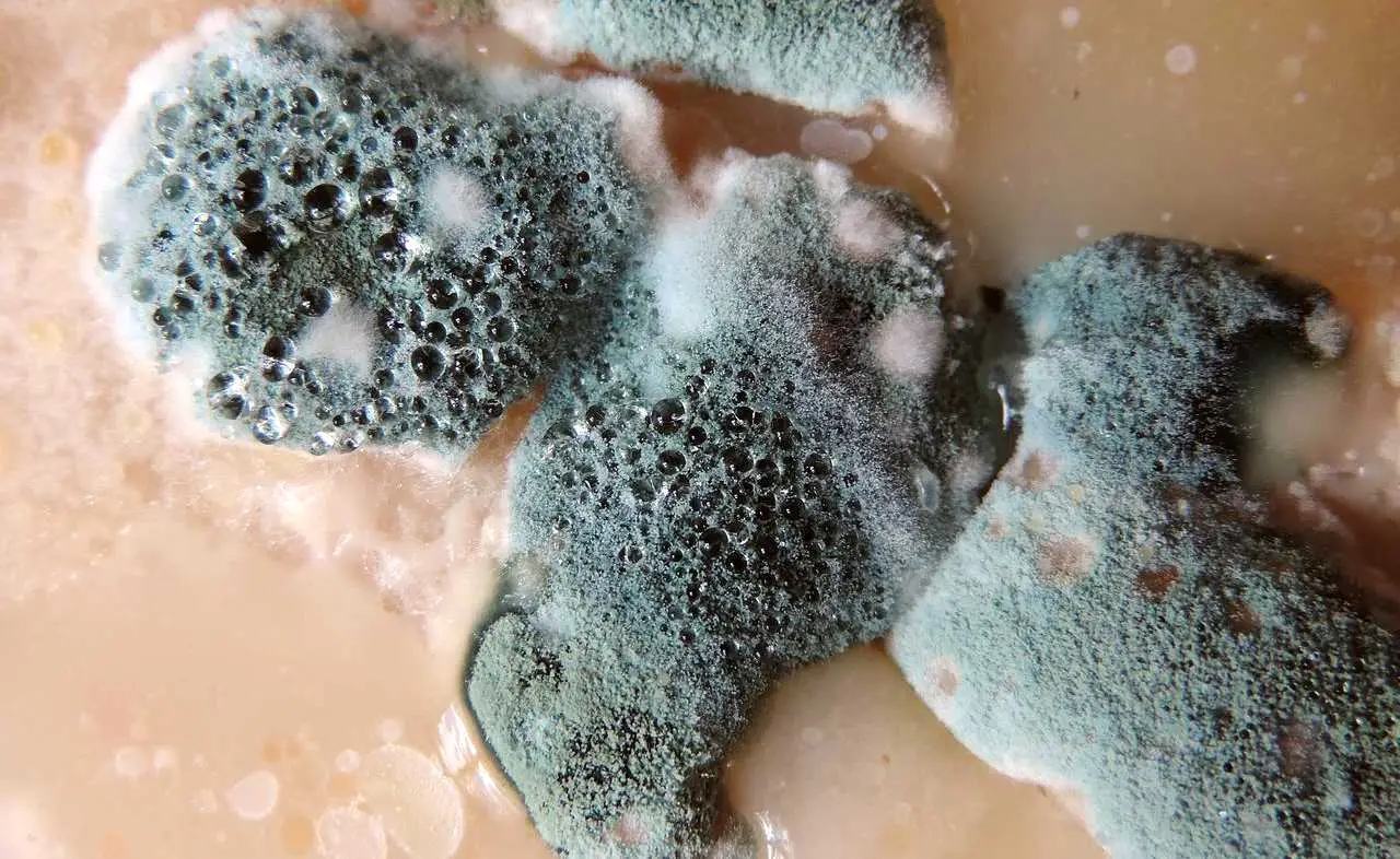 Come prevenire la formazione di muffa nei mobili della cucina: la soluzione dell’igienista ambientale per l’estate Come prevenire la formazione di muffa nei mobili della cucina: la soluzione dell’igienista ambientale per l’estate