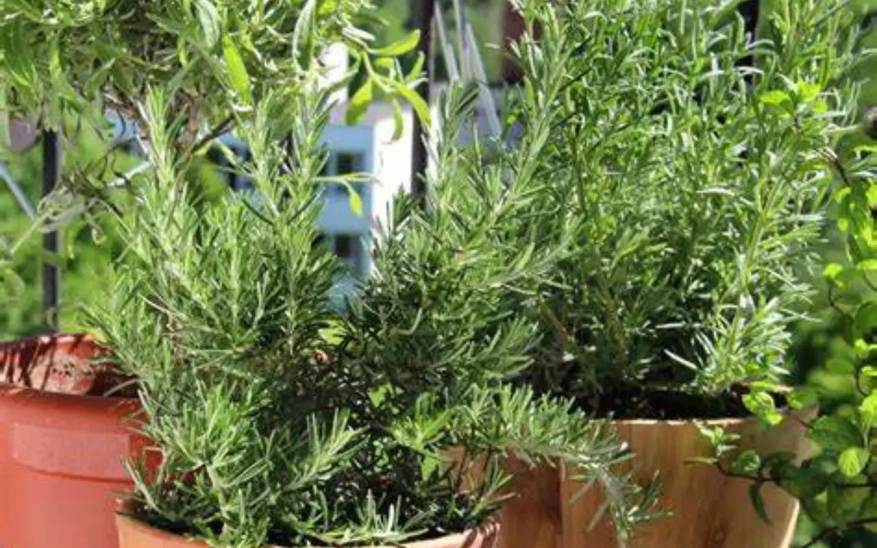 Come scegliere la pianta giusta per un terrazzo resistente al caldo estivo: la guida dei vivaisti aggiornata a giugno Come scegliere la pianta giusta per un terrazzo resistente al caldo estivo: la guida dei vivaisti aggiornata a giugno