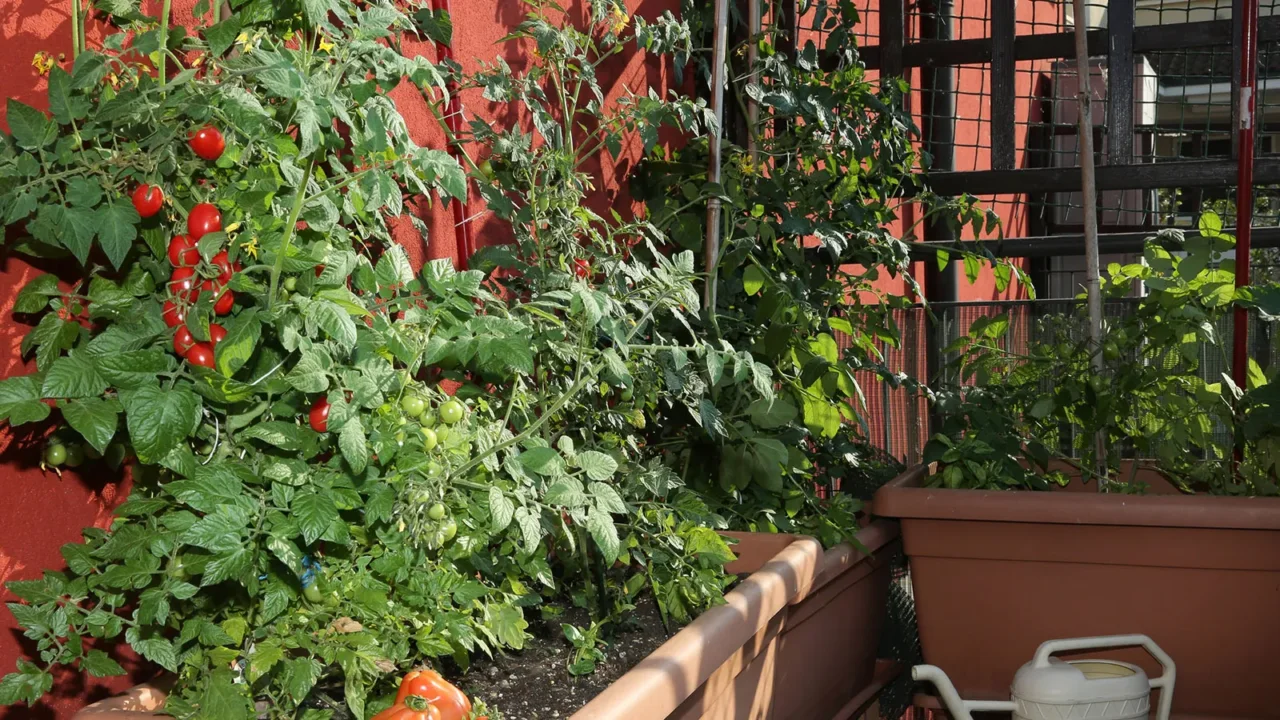 Come scegliere la pianta giusta per un terrazzo resistente al caldo estivo: la guida dei vivaisti aggiornata a giugno Come scegliere la pianta giusta per un terrazzo resistente al caldo estivo: la guida dei vivaisti aggiornata a giugno