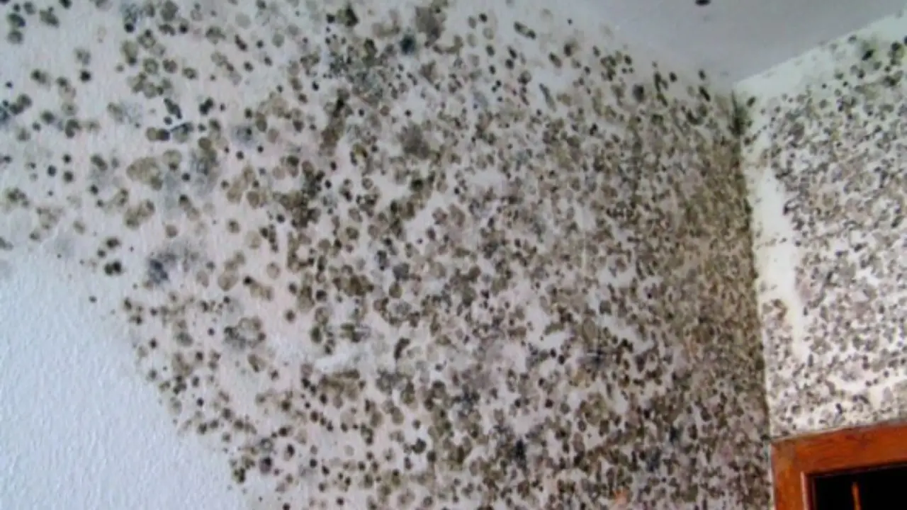 Il trucco naturale per eliminare le macchie di muffa dalle pareti senza ridipingere: la soluzione degli igienisti ambientali Il trucco naturale per eliminare le macchie di muffa dalle pareti senza ridipingere: la soluzione degli igienisti ambientali