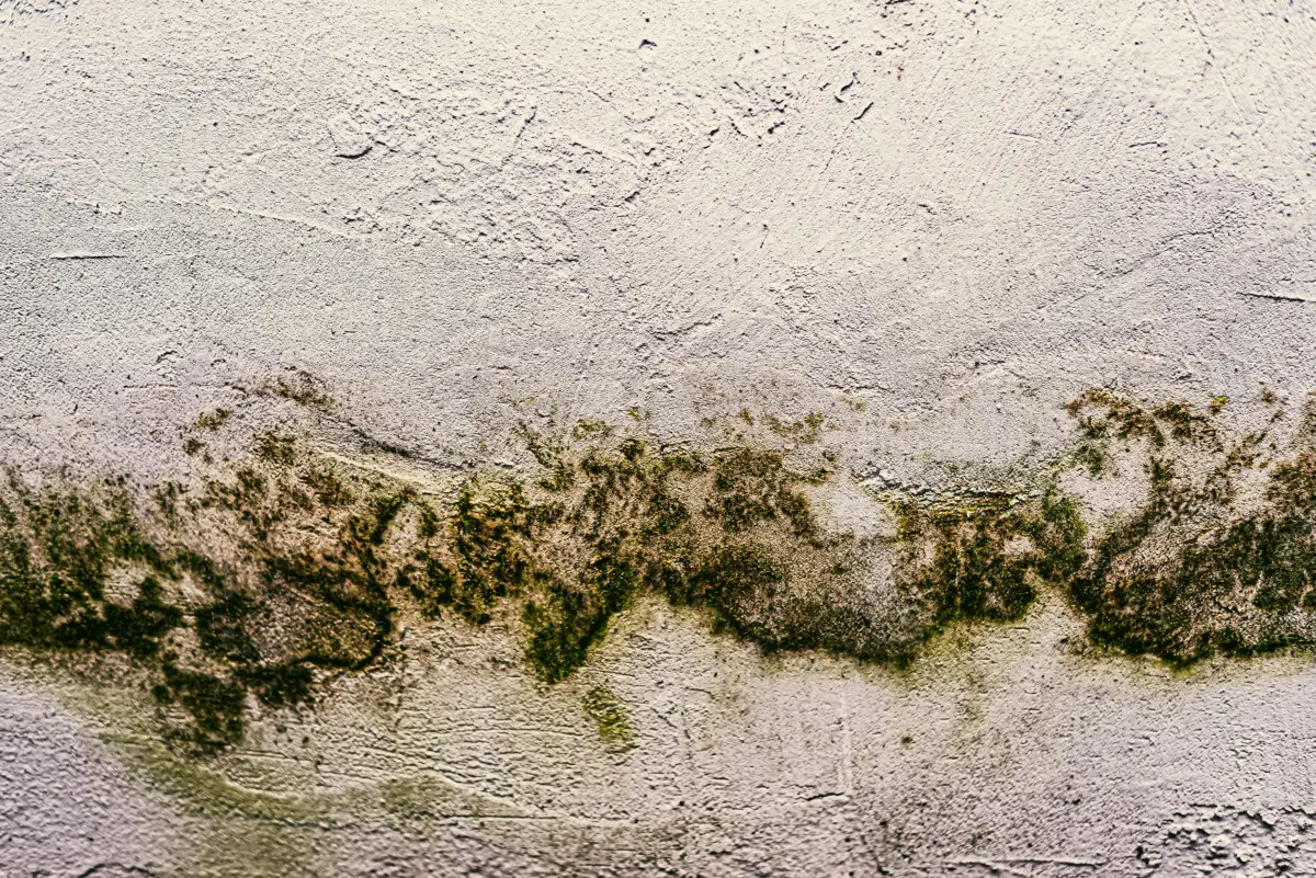 Il trucco naturale per eliminare le macchie di muffa dalle pareti senza ridipingere: la soluzione degli igienisti ambientali Il trucco naturale per eliminare le macchie di muffa dalle pareti senza ridipingere: la soluzione degli igienisti ambientali