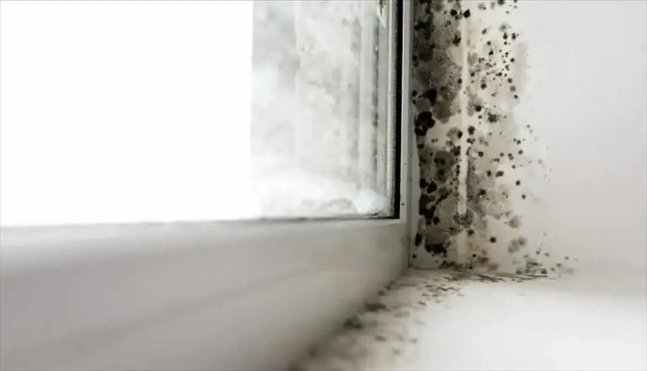 Il trucco naturale per eliminare le macchie di muffa dalle pareti senza ridipingere: la soluzione degli igienisti ambientali Il trucco naturale per eliminare le macchie di muffa dalle pareti senza ridipingere: la soluzione degli igienisti ambientali
