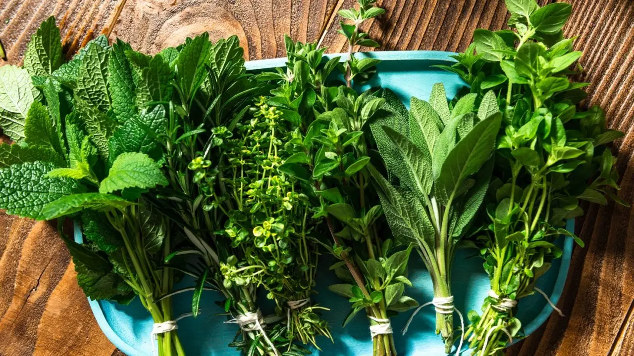 Come scegliere le piante aromatiche che tengono lontani gli insetti dal balcone: il consiglio del vivaista per giugno Come scegliere le piante aromatiche che tengono lontani gli insetti dal balcone: il consiglio del vivaista per giugno