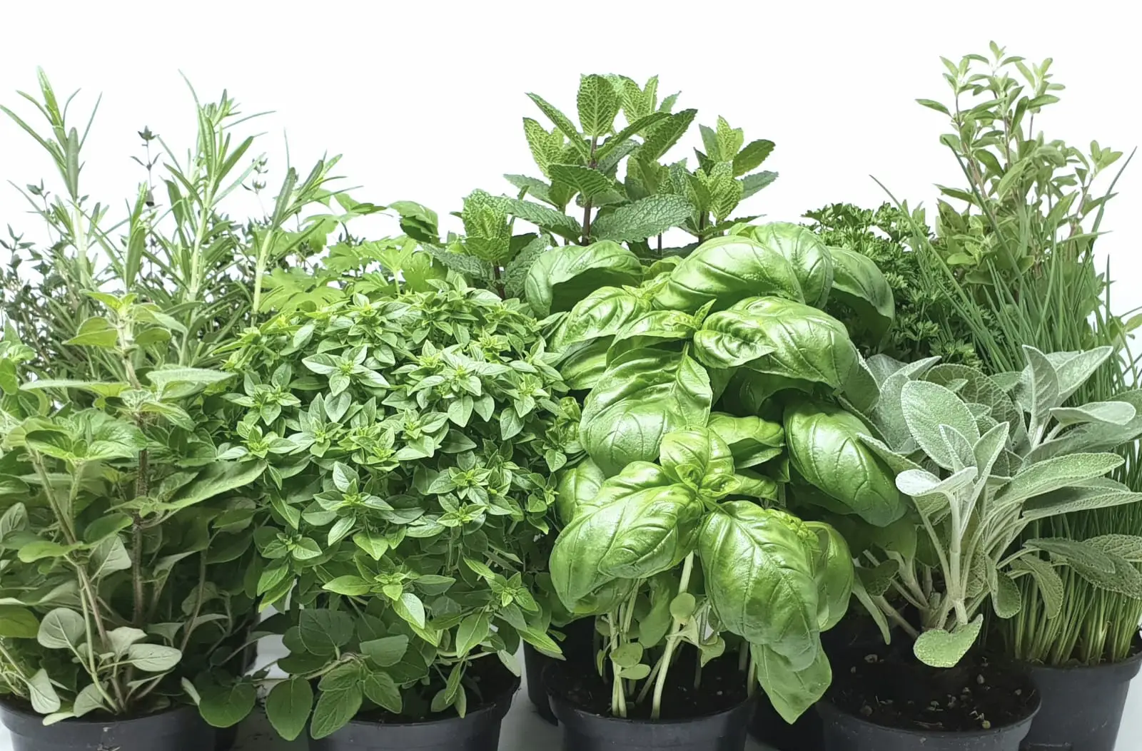 Come scegliere le piante aromatiche che tengono lontani gli insetti dal balcone: il consiglio del vivaista per giugno Come scegliere le piante aromatiche che tengono lontani gli insetti dal balcone: il consiglio del vivaista per giugno