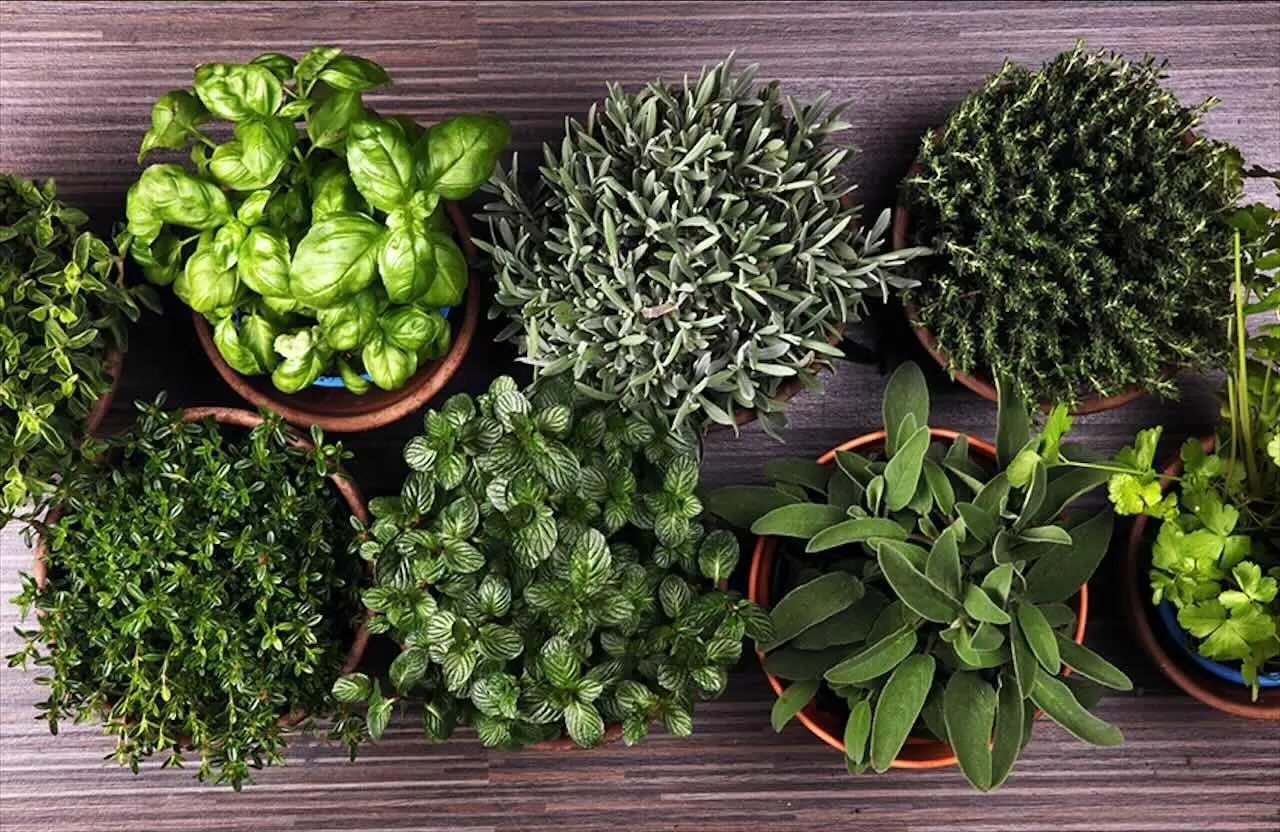 Come scegliere le piante aromatiche che tengono lontani gli insetti dal balcone: il consiglio del vivaista per giugno Come scegliere le piante aromatiche che tengono lontani gli insetti dal balcone: il consiglio del vivaista per giugno