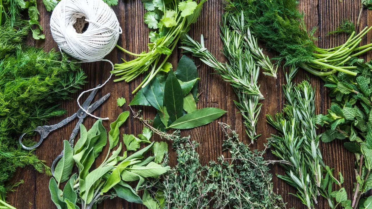 Come scegliere le piante aromatiche che tengono lontani gli insetti dal balcone: il consiglio del vivaista per giugno Come scegliere le piante aromatiche che tengono lontani gli insetti dal balcone: il consiglio del vivaista per giugno