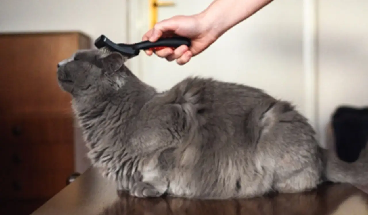 Come eliminare subito i peli di animale dai tessuti: il trucco dell’allergologo per giugno Come eliminare subito i peli di animale dai tessuti: il trucco dell’allergologo per giugno