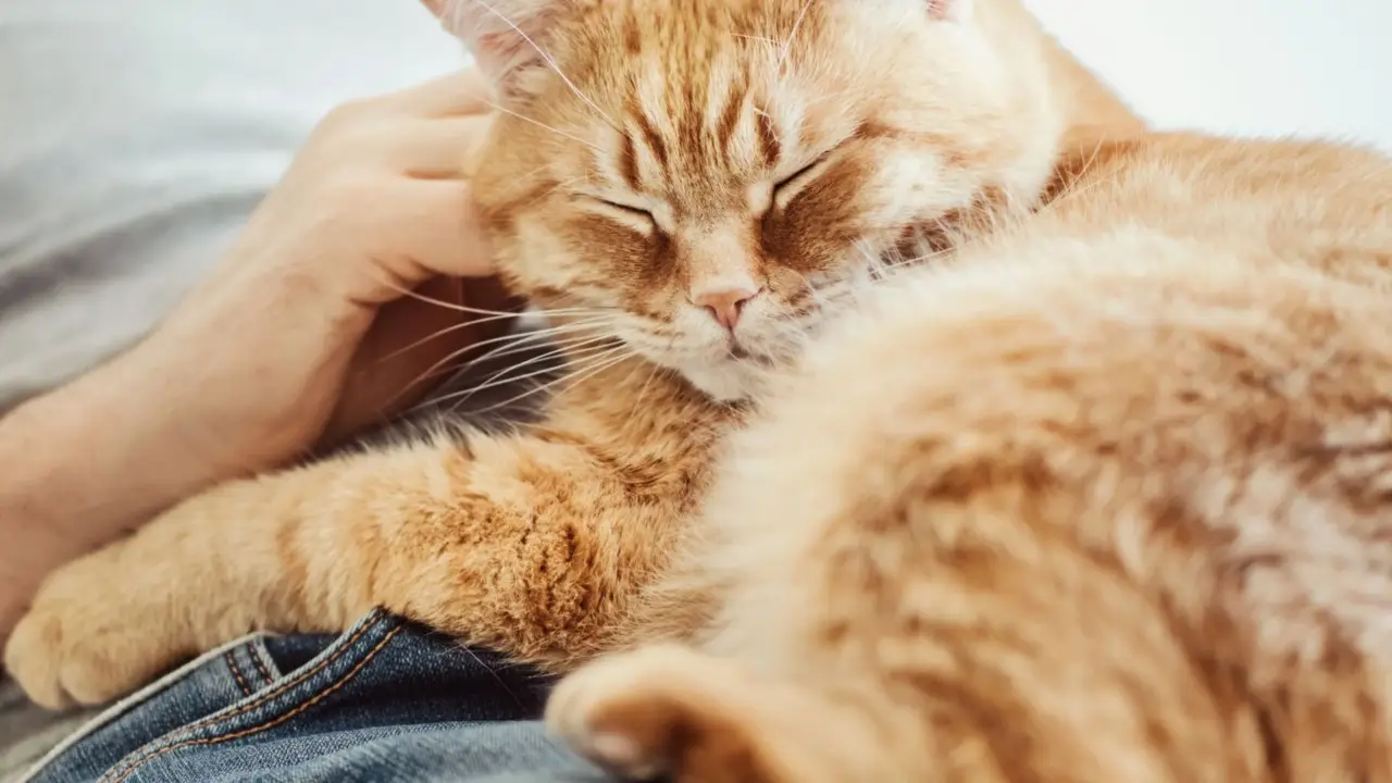 Come eliminare subito i peli di animale dai tessuti: il trucco dell’allergologo per giugno Come eliminare subito i peli di animale dai tessuti: il trucco dell’allergologo per giugno