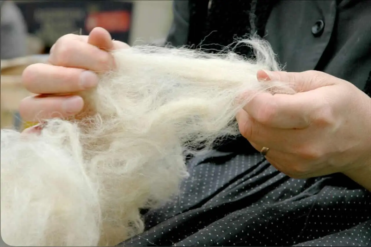 Come eliminare subito i peli di animale dai tessuti: il trucco dell’allergologo per giugno Come eliminare subito i peli di animale dai tessuti: il trucco dell’allergologo per giugno