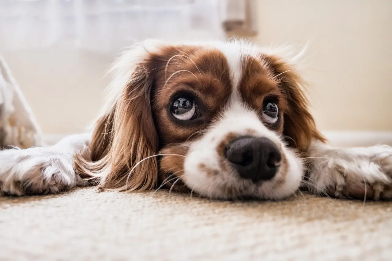 Come eliminare subito i peli di animale dai tessuti: il trucco dell’allergologo per giugno Come eliminare subito i peli di animale dai tessuti: il trucco dell’allergologo per giugno