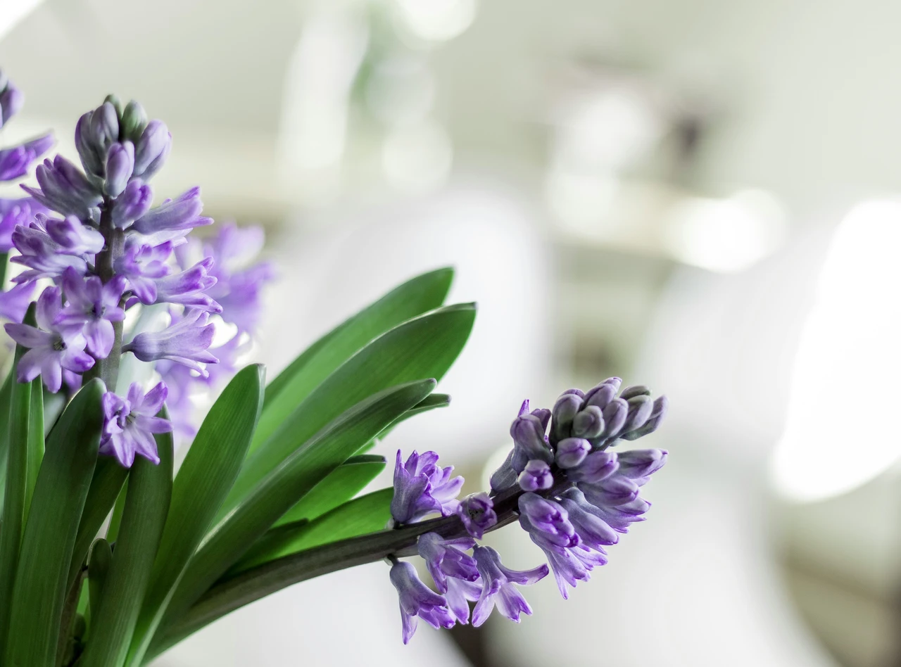 Come mantenere profumata l’aria in soggiorno senza diffusori: la soluzione naturale degli esperti di aromaterapia Come mantenere profumata l’aria in soggiorno senza diffusori: la soluzione naturale degli esperti di aromaterapia