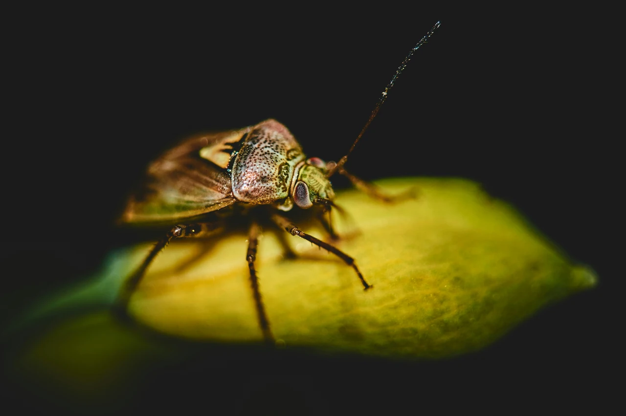 Il metodo naturale per tenere lontani gli insetti dal balcone: la strategia dei vivaisti per l’estate 2025 Il metodo naturale per tenere lontani gli insetti dal balcone: la strategia dei vivaisti per l’estate 2025