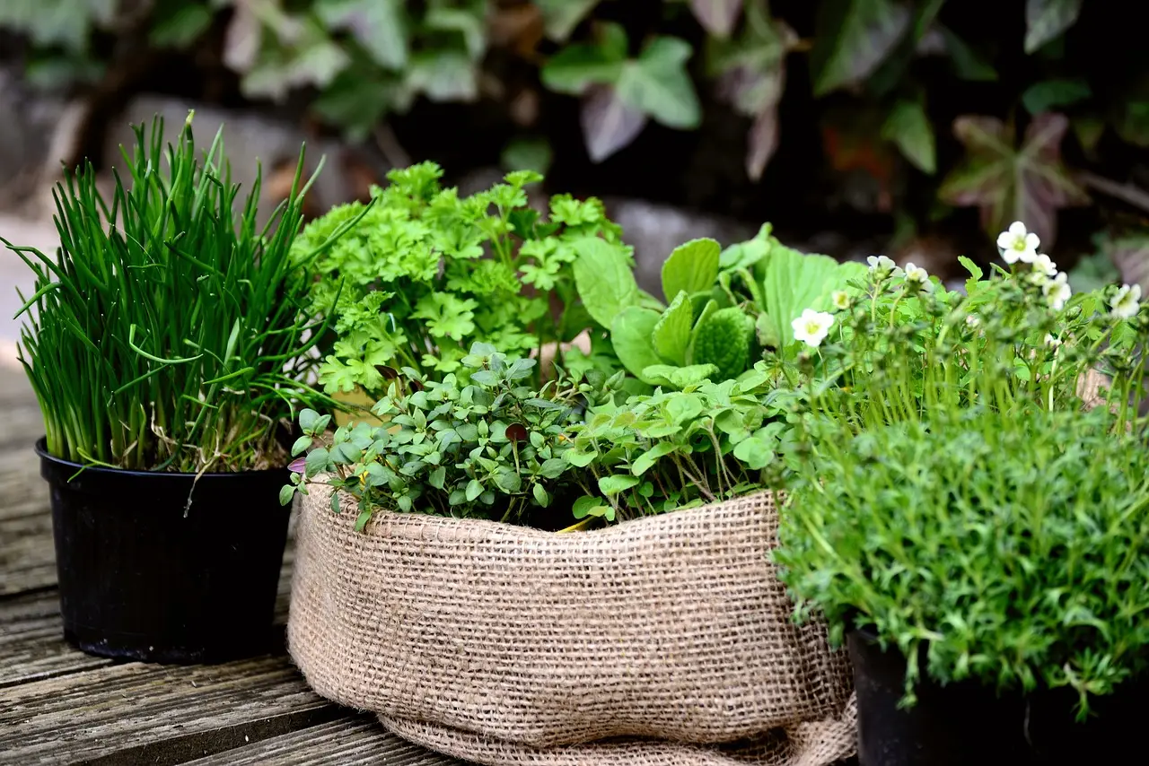 Come scegliere le piante aromatiche che purificano l’aria in soggiorno: i consigli dell’agronomo per giugno Come scegliere le piante aromatiche che purificano l’aria in soggiorno: i consigli dell’agronomo per giugno