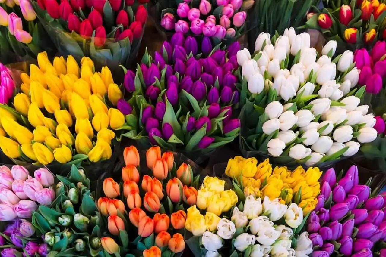 Come mantenere freschi i fiori recisi in estate: il metodo pratico del fiorista per giugno Come mantenere freschi i fiori recisi in estate: il metodo pratico del fiorista per giugno