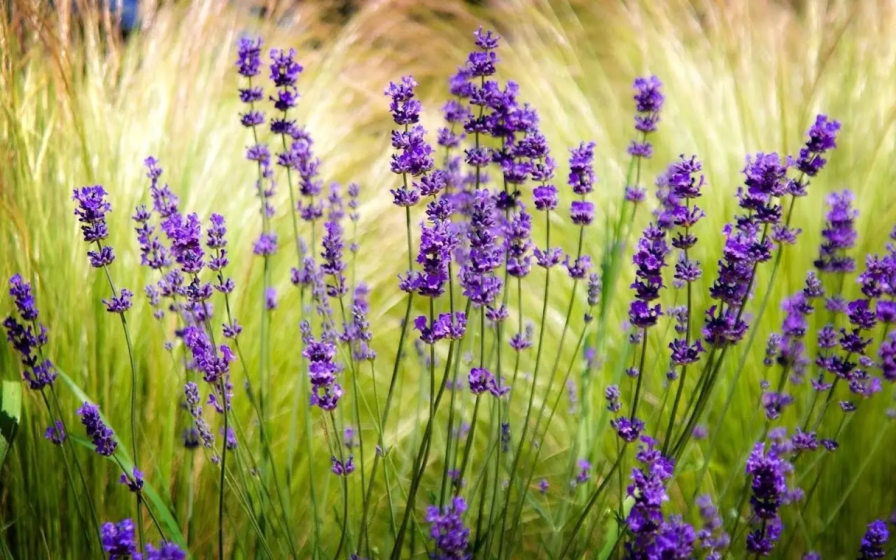 Come utilizzare i sacchetti di lavanda contro l’umidità: ecco la guida Come utilizzare i sacchetti di lavanda contro l’umidità: ecco la guida
