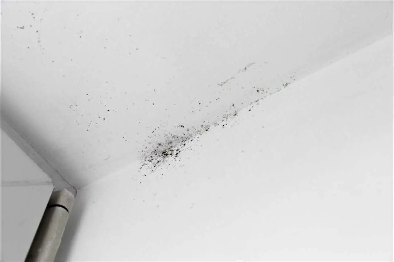 Basta umidità in bagno: questa astuzia previene muffe e aloni con zero spesa Basta umidità in bagno: questa astuzia previene muffe e aloni con zero spesa