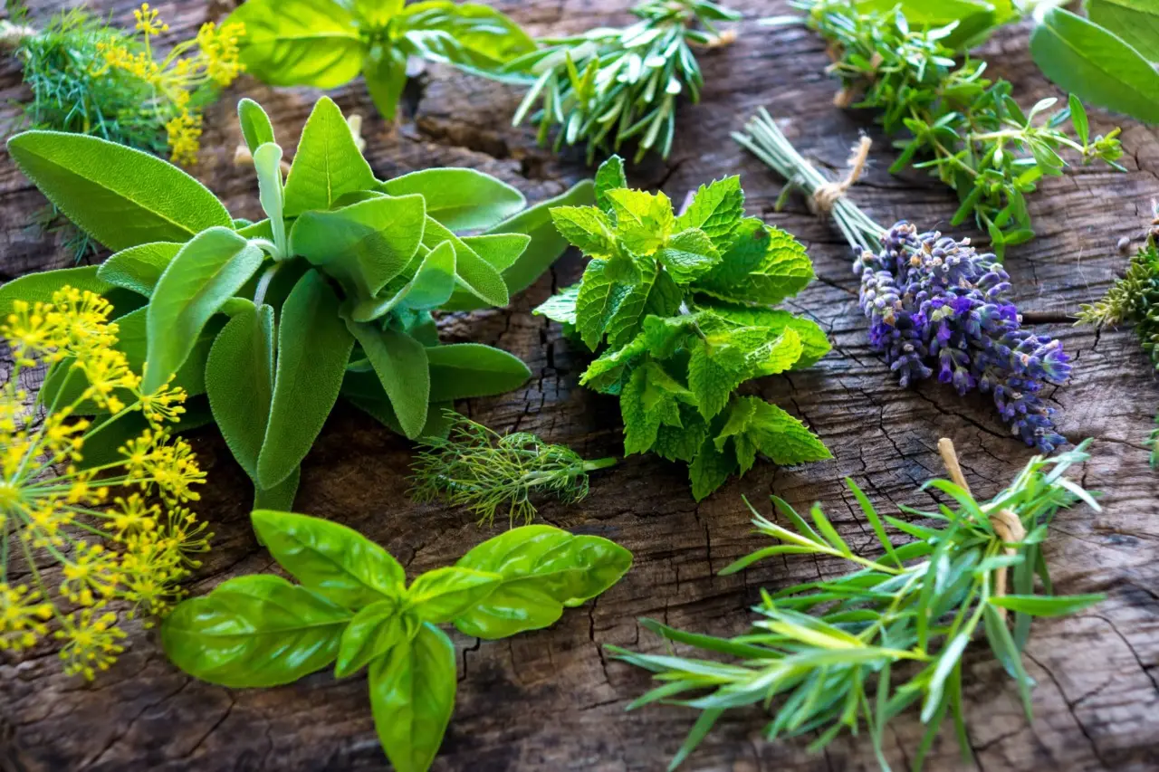 Piante aromatiche da bandire: il motivo per cui possono favorire nidi di vipere Piante aromatiche da bandire: il motivo per cui possono favorire nidi di vipere
