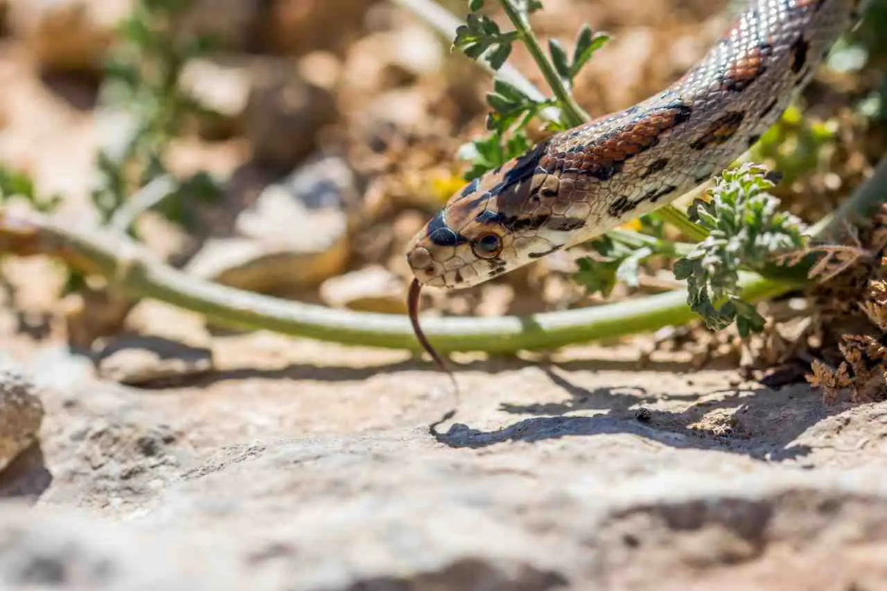 Pianta sempreverde da evitare in terrazzo: ecco le specie poco sicure contro i rettili Pianta sempreverde da evitare in terrazzo: ecco le specie poco sicure contro i rettili