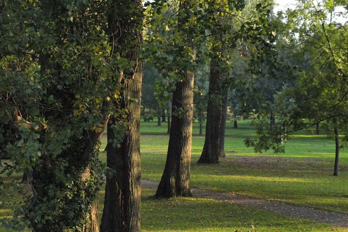 Gli alberi più diffusi che favoriscono la presenza di ospiti sgraditi in giardino