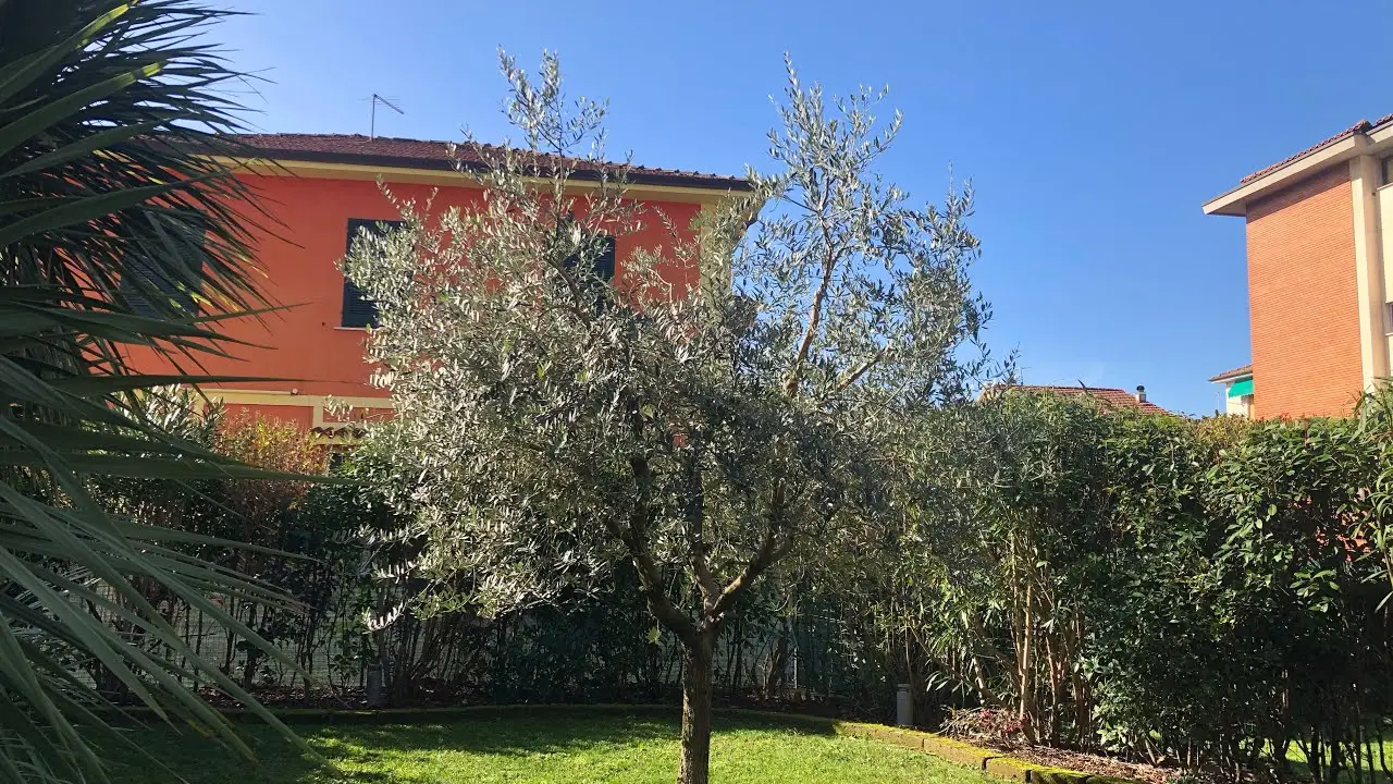 Gli alberi più diffusi che favoriscono la presenza di ospiti sgraditi in giardino Gli alberi più diffusi che favoriscono la presenza di ospiti sgraditi in giardino