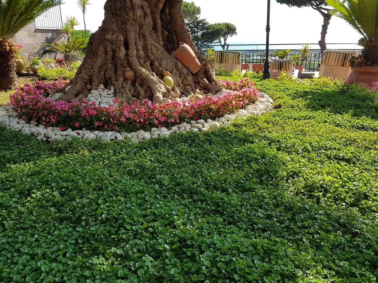 Gli alberi più diffusi che favoriscono la presenza di ospiti sgraditi in giardino Gli alberi più diffusi che favoriscono la presenza di ospiti sgraditi in giardino