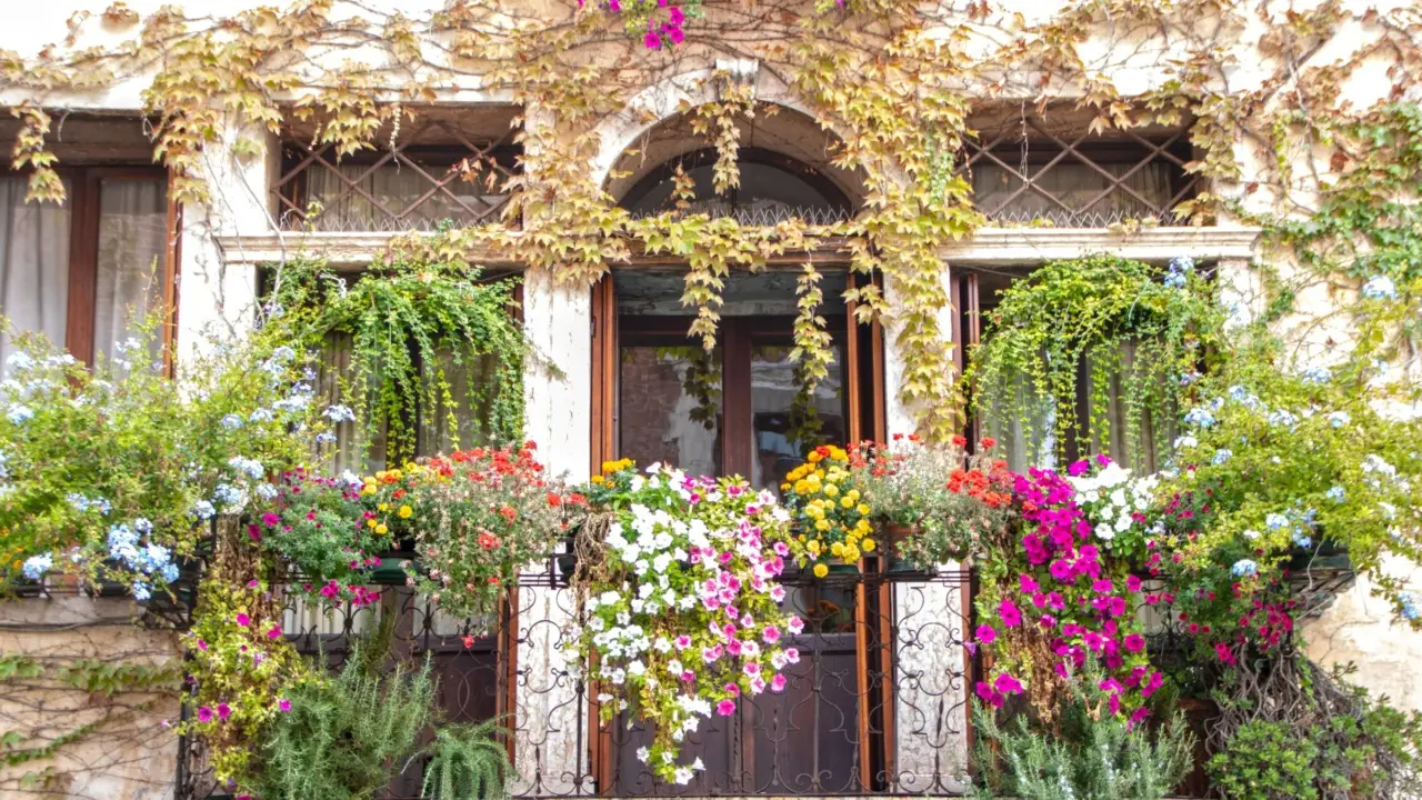 Piante da balcone: l’elenco aggiornato di quelle che più attraggono rettili Piante da balcone: l’elenco aggiornato di quelle che più attraggono rettili
