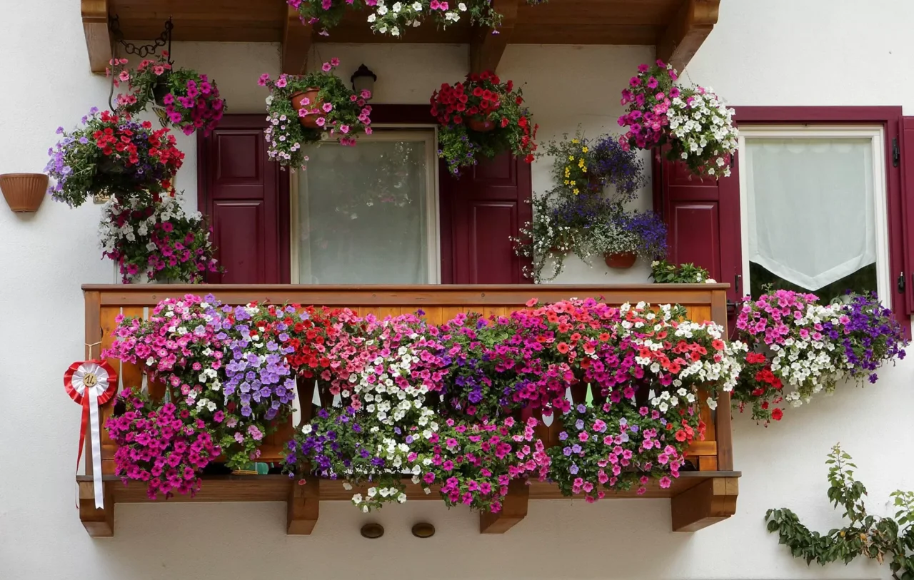 Piante da balcone: l’elenco aggiornato di quelle che più attraggono rettili Piante da balcone: l’elenco aggiornato di quelle che più attraggono rettili