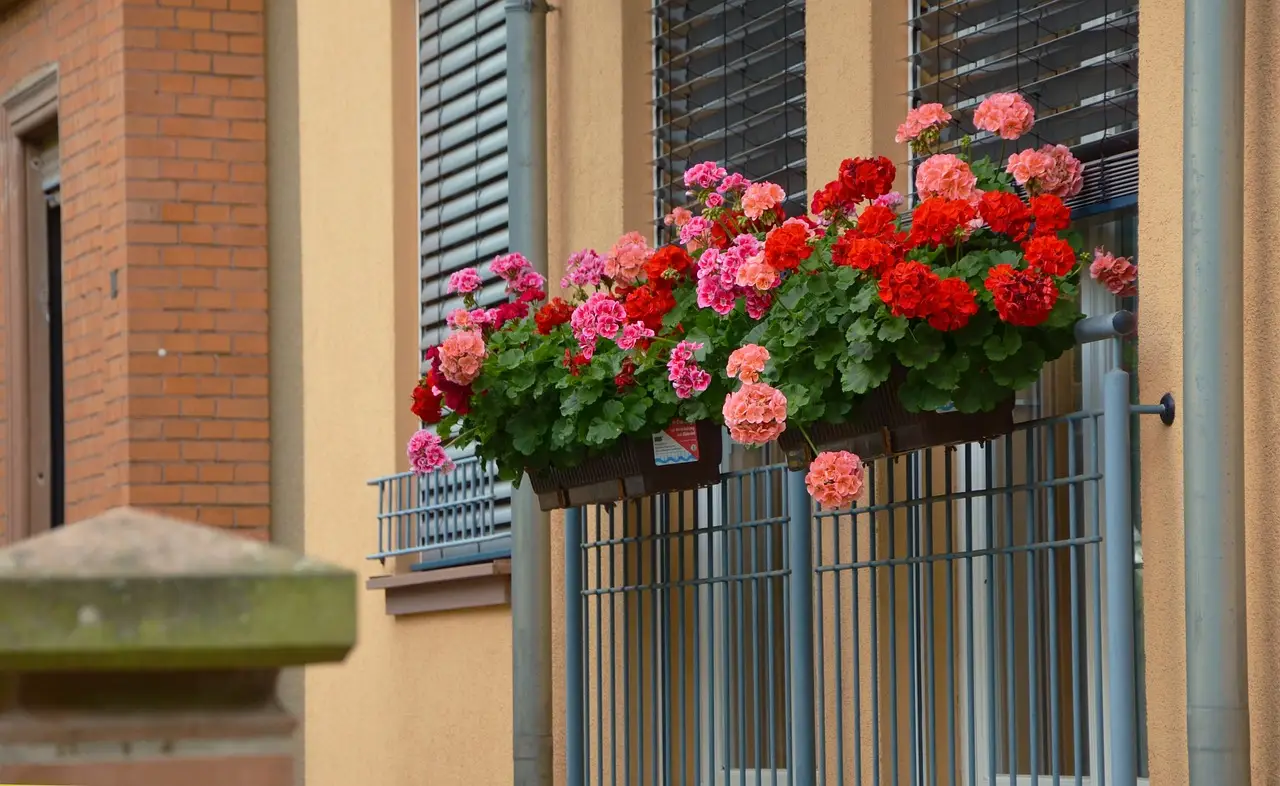 Piante da balcone: l’elenco aggiornato di quelle che più attraggono rettili Piante da balcone: l’elenco aggiornato di quelle che più attraggono rettili