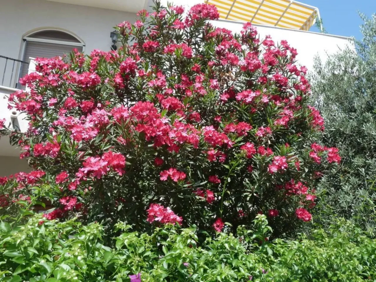Fiori profumati che aumentano il rischio di rettili in giardino: come scegliere meglio Fiori profumati che aumentano il rischio di rettili in giardino: come scegliere meglio