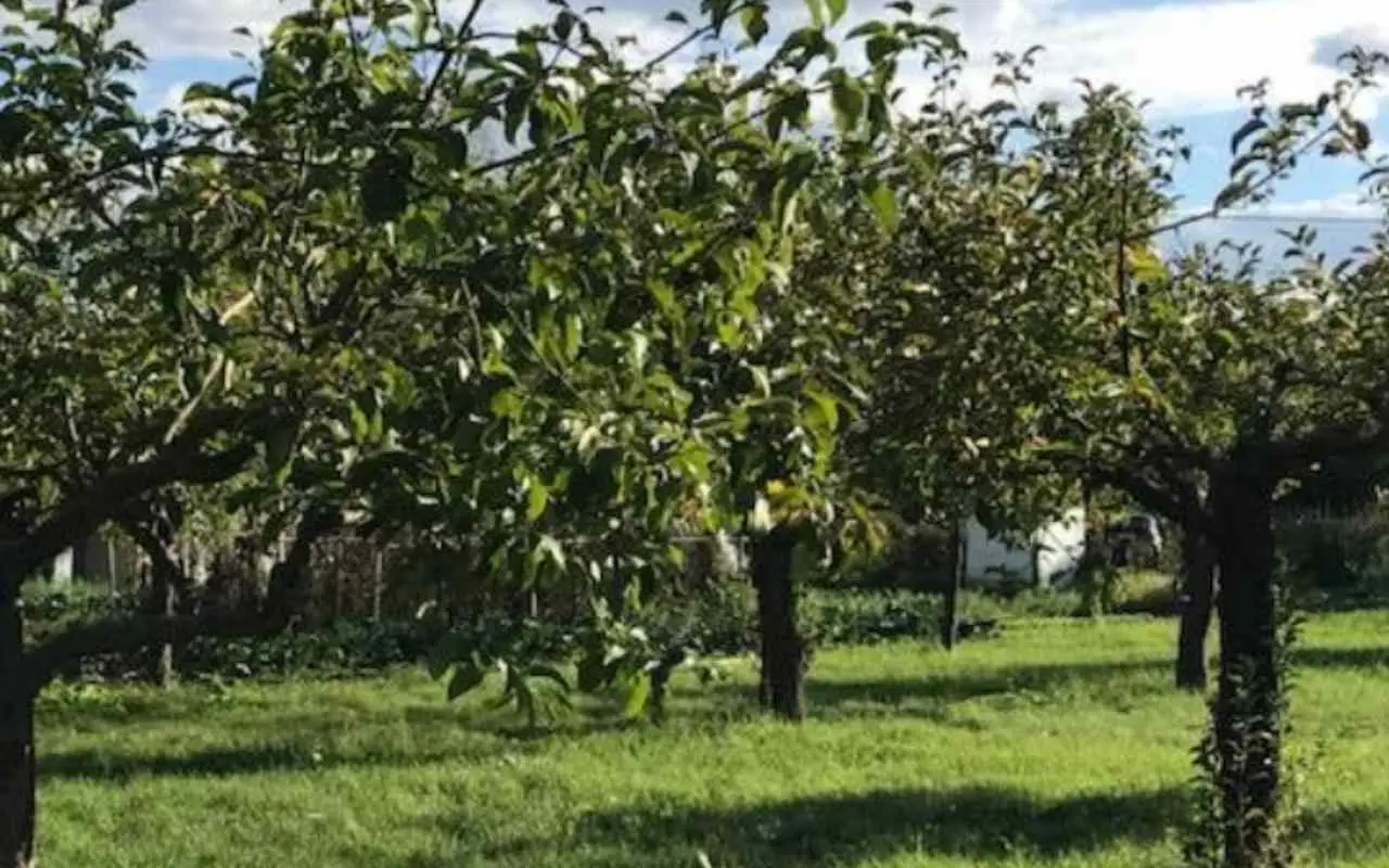 Alberi da giardino da sostituire per proteggere casa da animali pericolosi