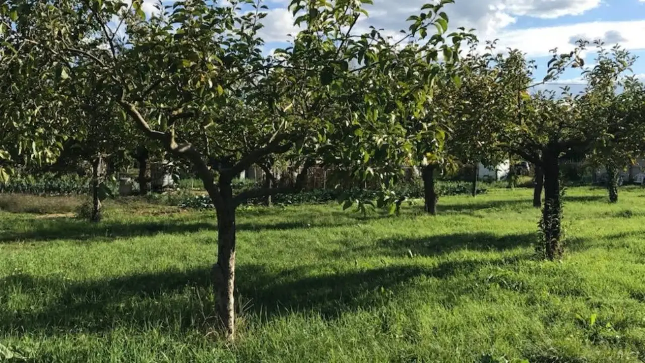 Alberi da giardino da sostituire per proteggere casa da animali pericolosi Alberi da giardino da sostituire per proteggere casa da animali pericolosi