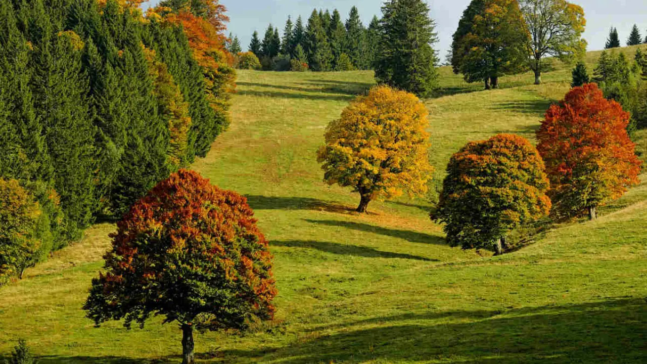 Alberi da giardino da sostituire per proteggere casa da animali pericolosi Alberi da giardino da sostituire per proteggere casa da animali pericolosi