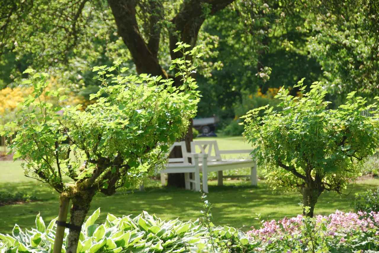 Alberi da giardino da sostituire per proteggere casa da animali pericolosi Alberi da giardino da sostituire per proteggere casa da animali pericolosi