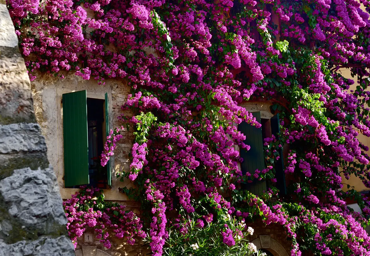 Rampicanti da balcone per privacy immediata: varietà resistenti e sempreverdi