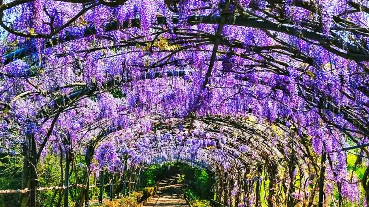 Fioriture abbondanti anche in ombra: rampicanti ideali per terrazzi poco soleggiati