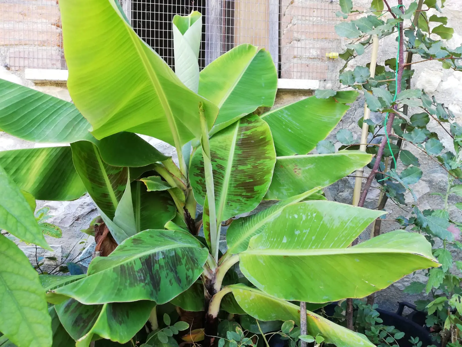 Ecco il rimedio naturale per eliminare gli insetti delle piante: efficace in poche mosse