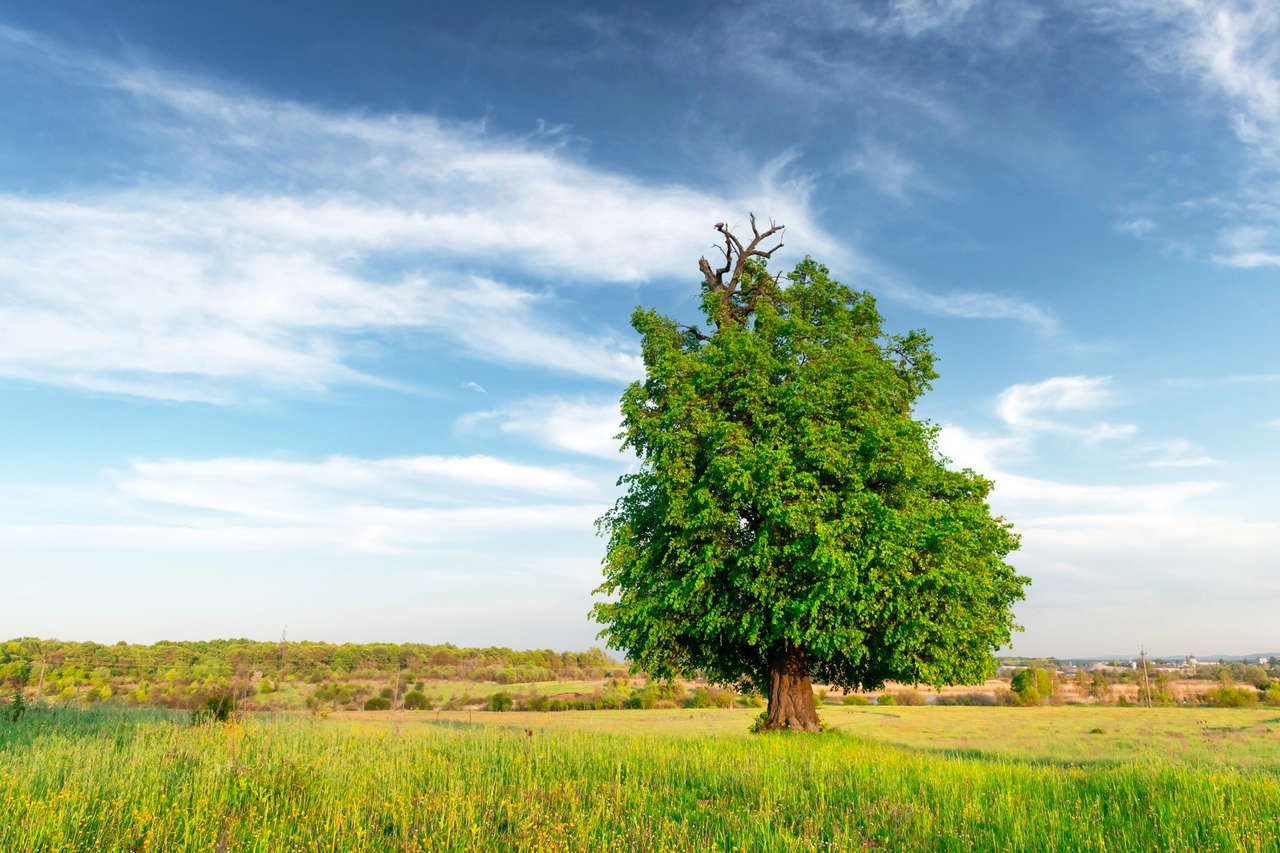Ecco l'albero sempreverde che non perde le foglie: la scoperta dei botanici Ecco l'albero sempreverde che non perde le foglie: la scoperta dei botanici