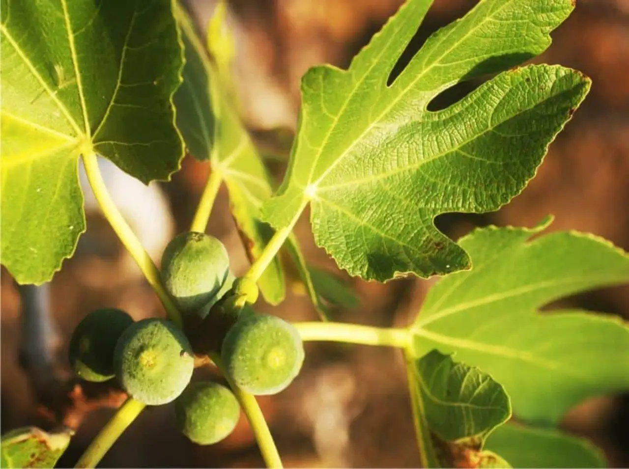 Come trattare una pianta di fico: i consigli per farla crescere sana e forte