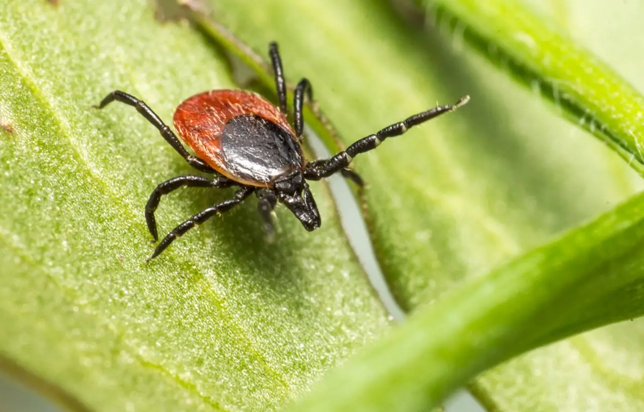Acaro Lepidoglyphus destructor: dove si trova e perché conoscere questi piccoli insetti può aiutare la salute in casa Acaro Lepidoglyphus destructor: dove si trova e perché conoscere questi piccoli insetti può aiutare la salute in casa