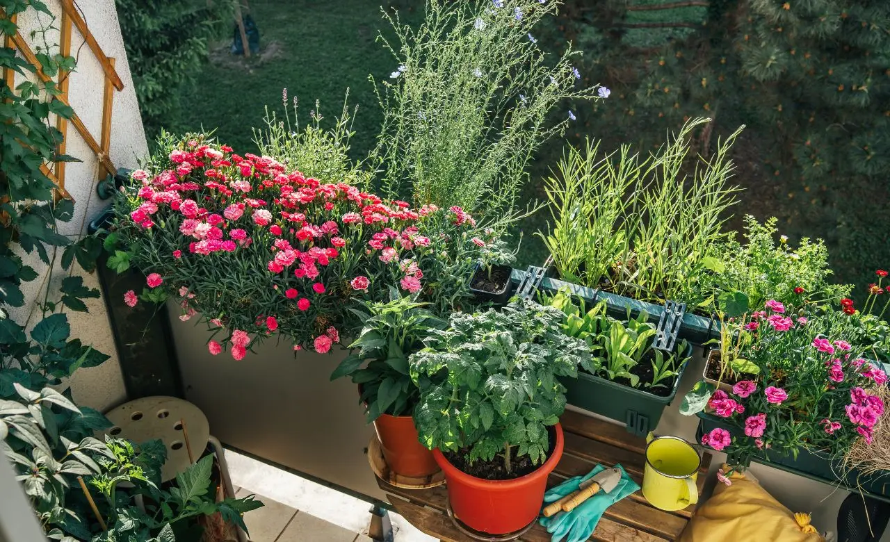 Il metodo naturale per tenere lontani gli insetti dal balcone: la strategia dei vivaisti per l’estate 2025 Il metodo naturale per tenere lontani gli insetti dal balcone: la strategia dei vivaisti per l’estate 2025