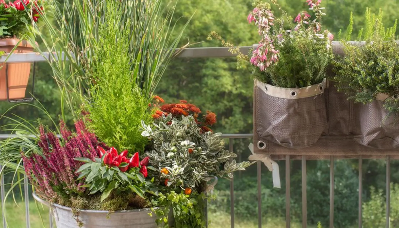 Il metodo naturale per tenere lontani gli insetti dal balcone: la strategia dei vivaisti per l’estate 2025 Il metodo naturale per tenere lontani gli insetti dal balcone: la strategia dei vivaisti per l’estate 2025